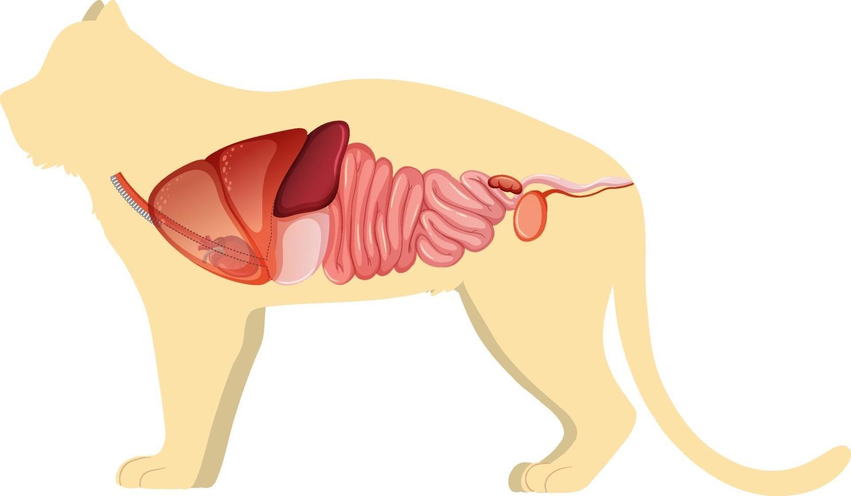 anatomía del gato con estructura de órganos internos vector