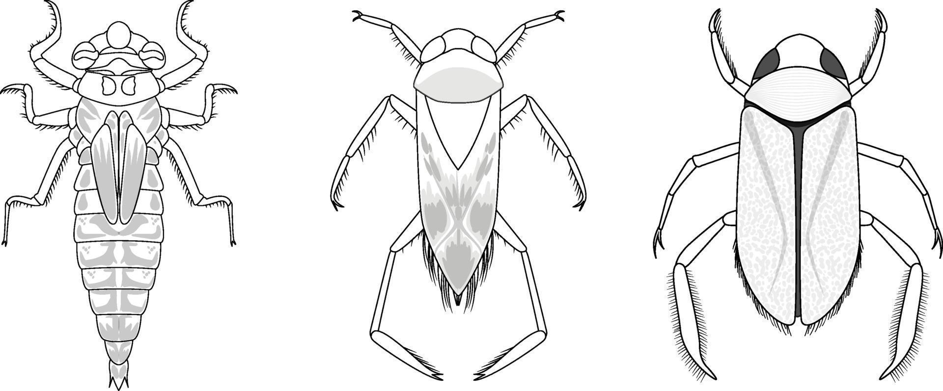 Conjunto de diferentes tipos de insectos y escarabajos. vector