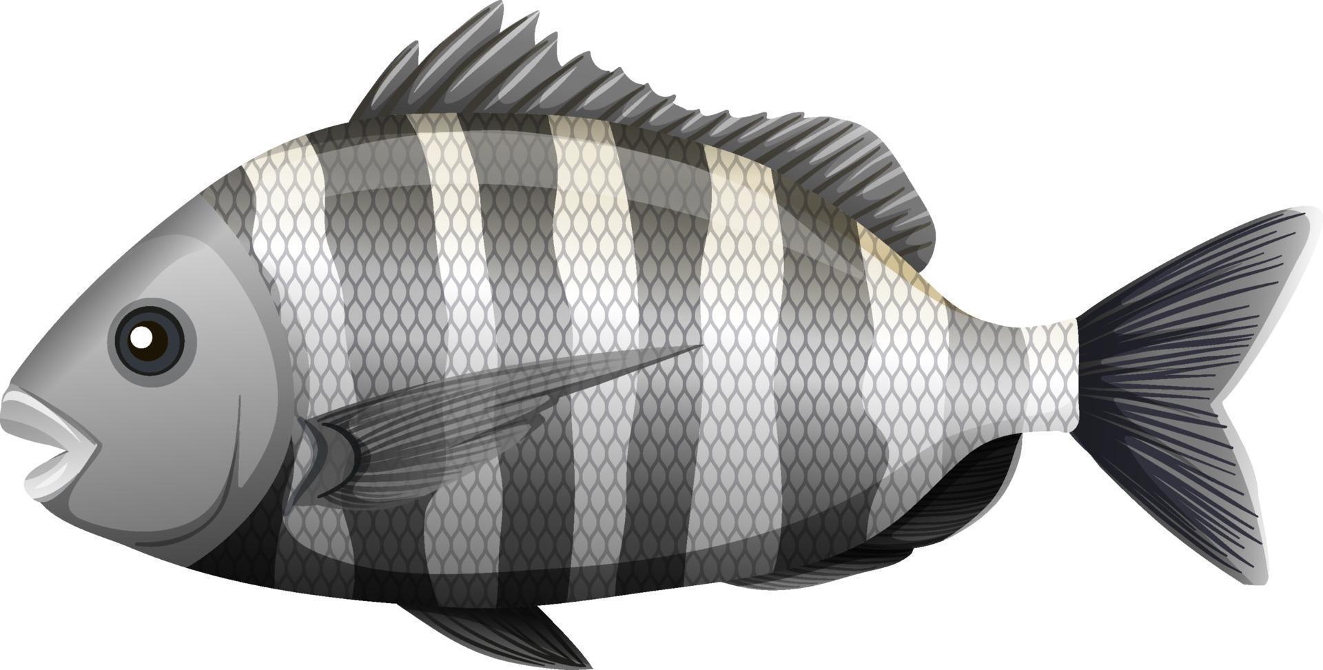 pez sheepshead en estilo de dibujos animados sobre fondo blanco vector