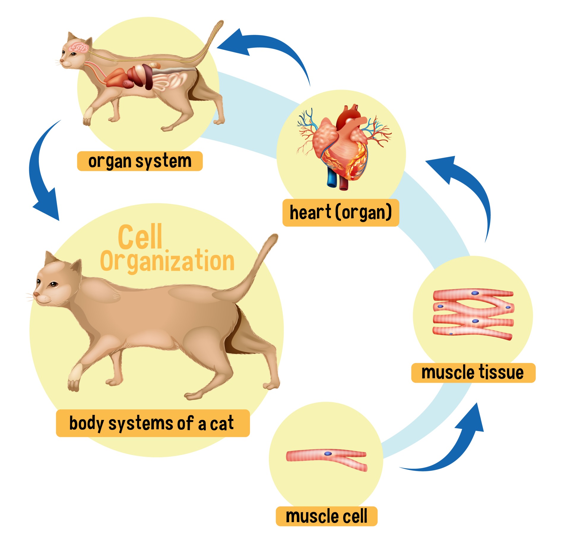 Diagram showing cell organization in a cat 2702114 Vector Art at Vecteezy