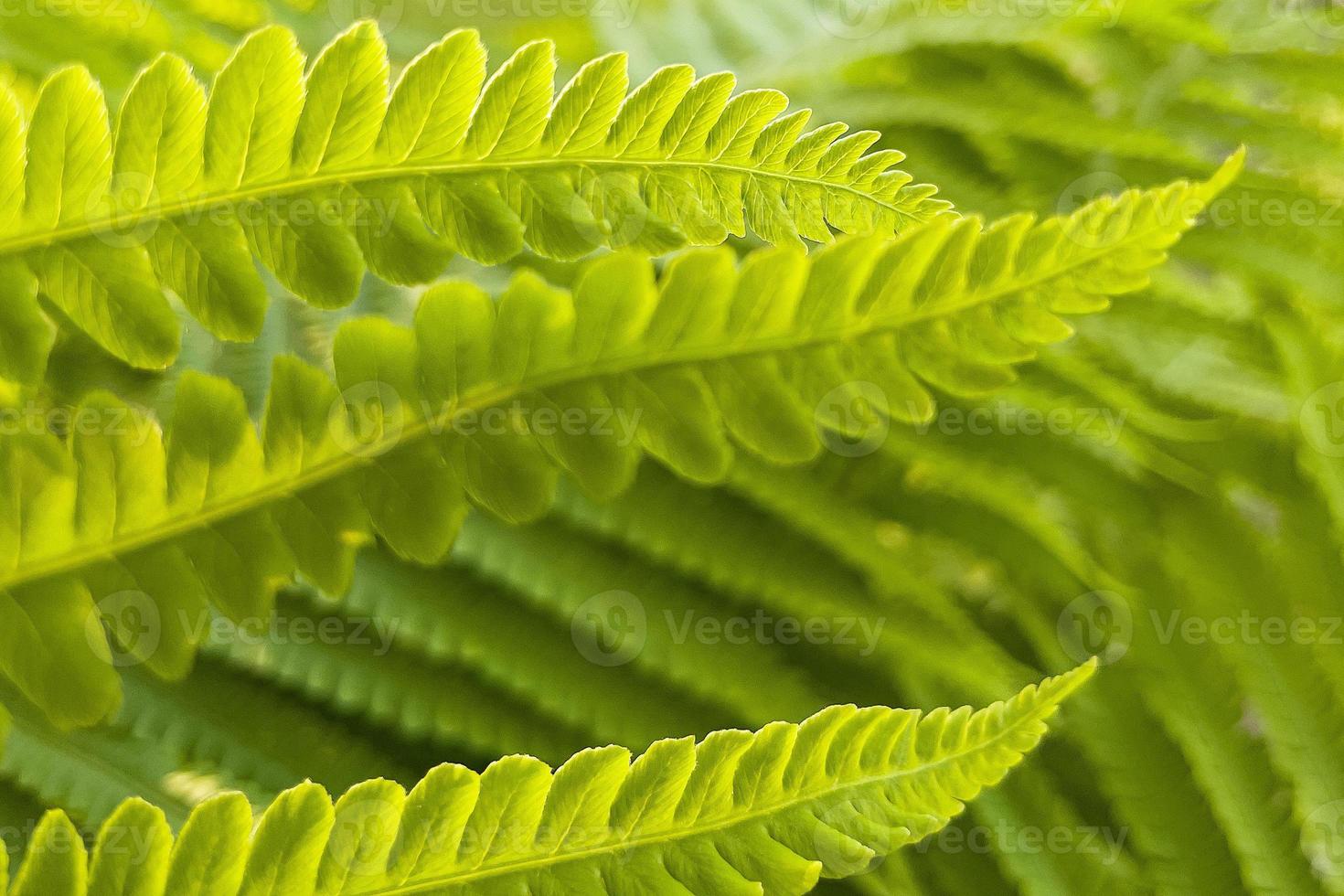 primer plano de la hermosa hoja de helecho foto