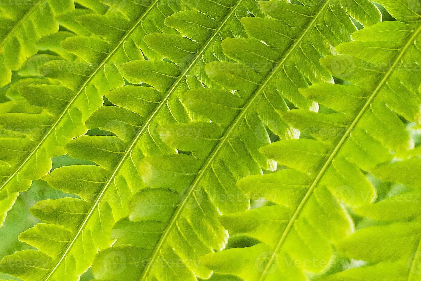 Beautiful fern leaf close-up photo