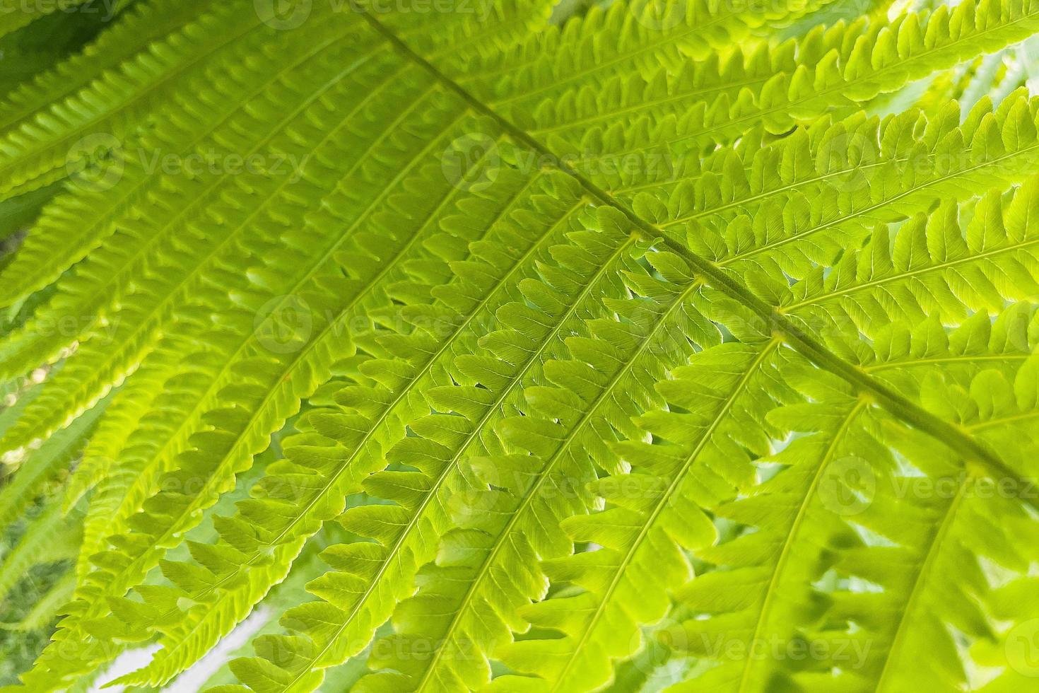 primer plano de la hermosa hoja de helecho foto