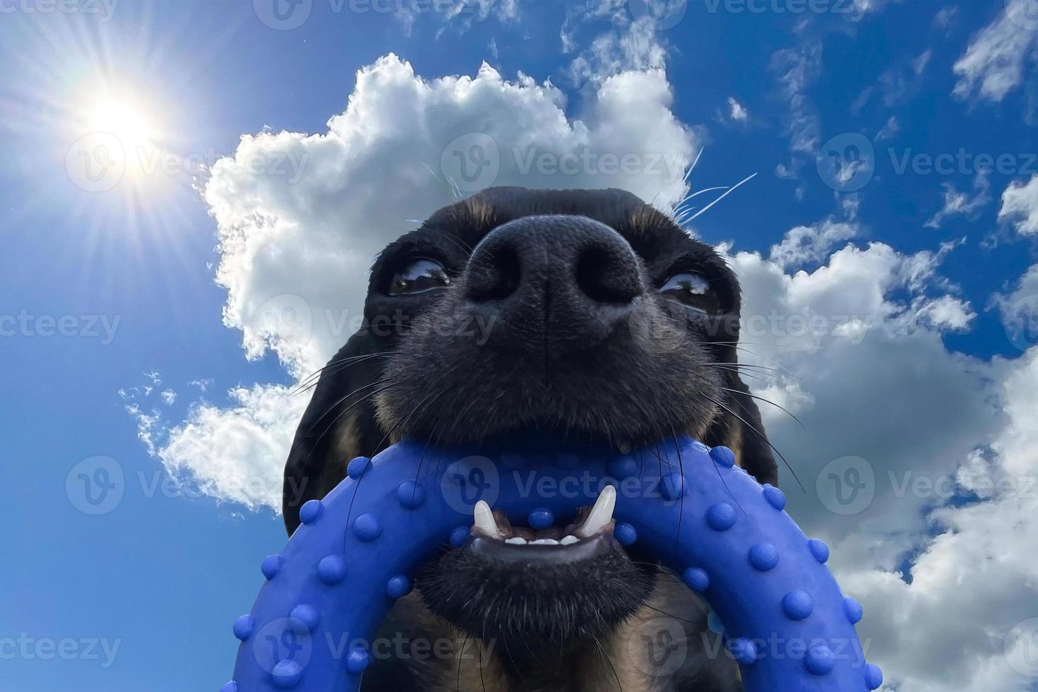 Cara de perro negro con juguete azul, gracioso, primer plano sobre fondo de cielo foto
