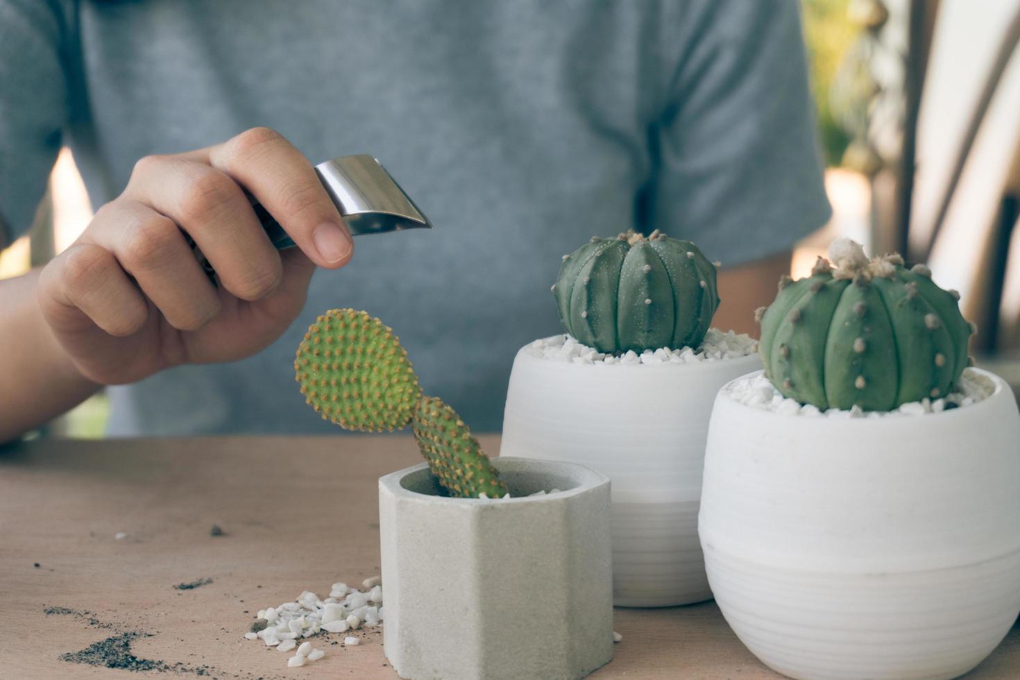 Woman caring for cacti on wooden table photo