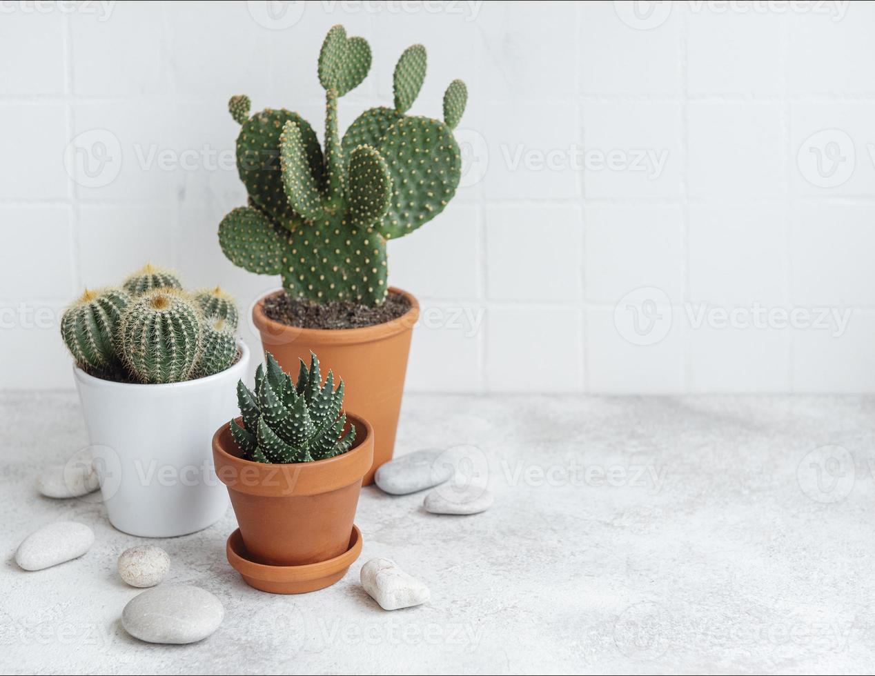 Cactuses and succulent plant in  pots on the table photo