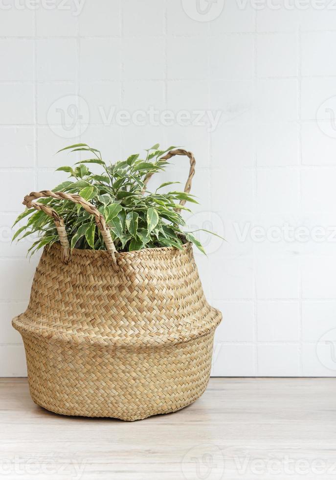 Ficus Benjamin en una canasta de paja sobre la mesa foto