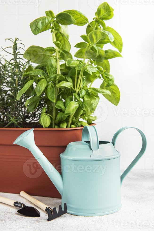 Gardening tools, watering can and herbs plants photo