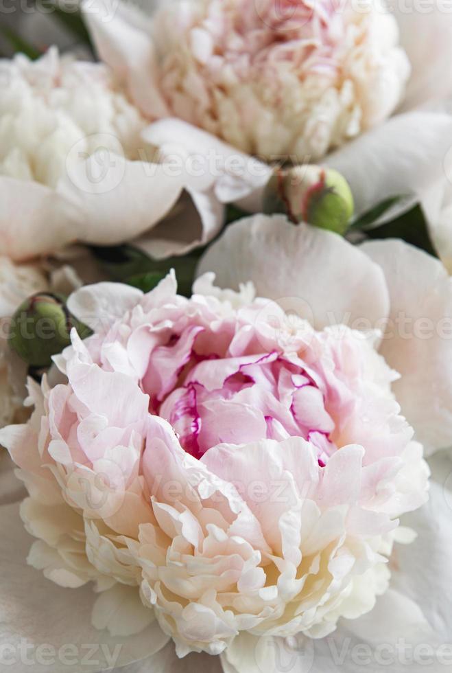 Peony flowers as a natural background photo