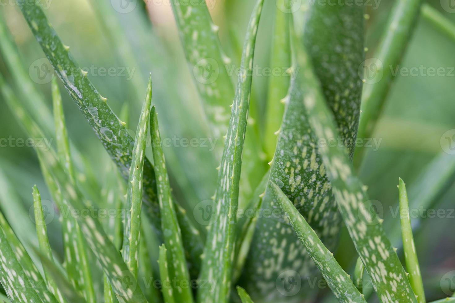 Close up Aloe Vera Plant photo