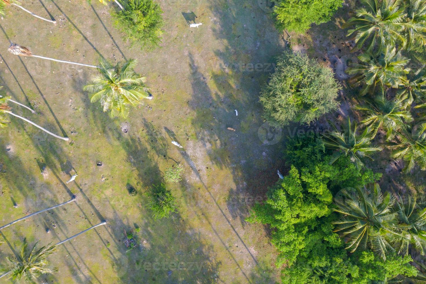 Vista aérea superior de vacas en una plantación de cocoteros foto