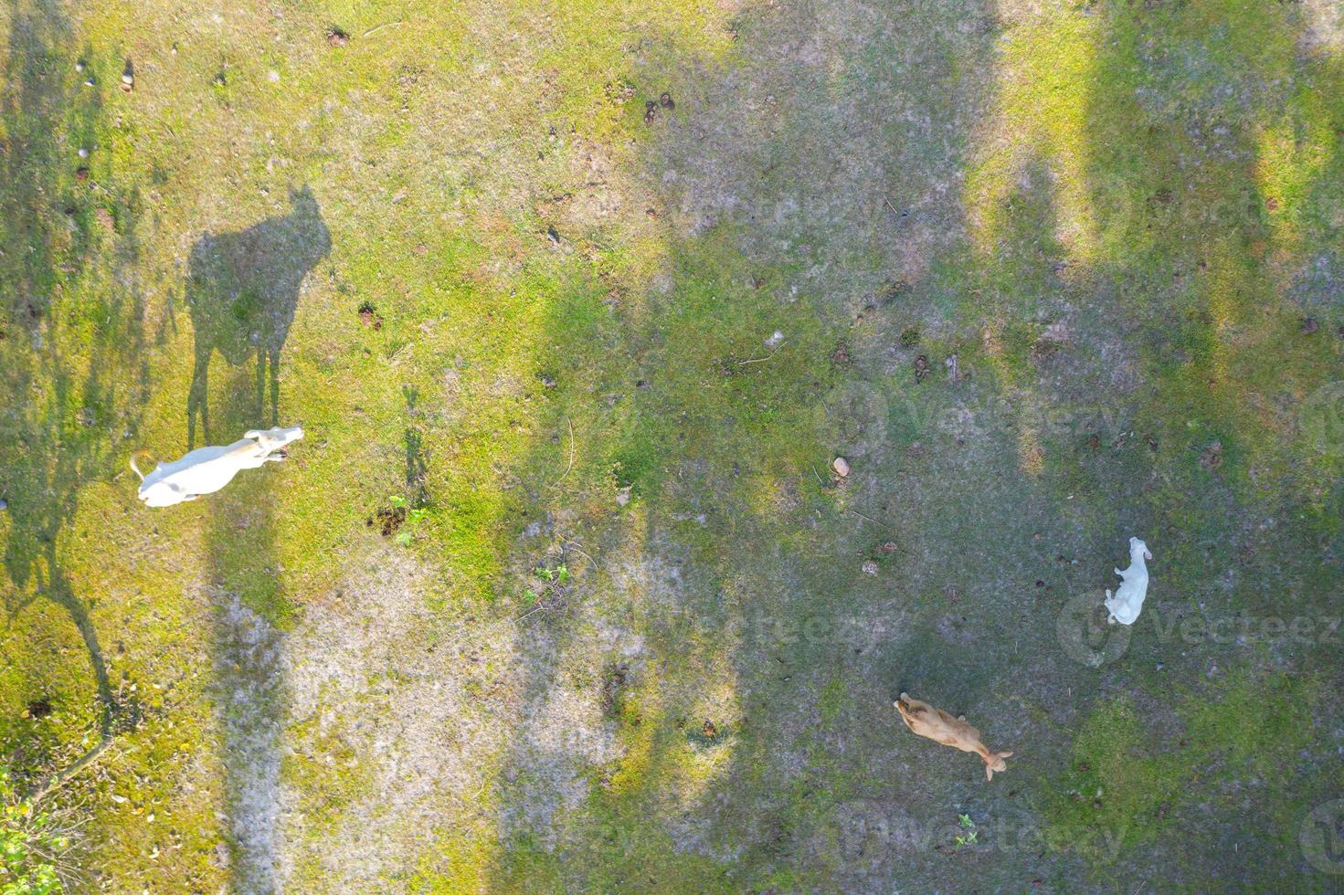 Aerial top view of cows on green meadow photo