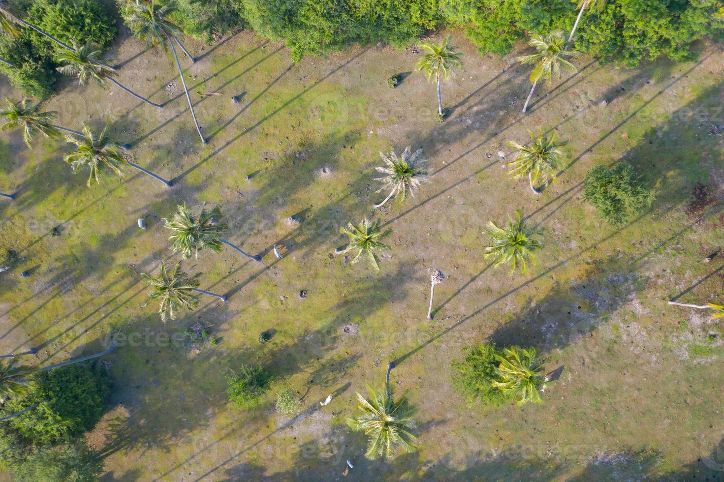 Vista aérea superior de vacas en una plantación de cocoteros foto