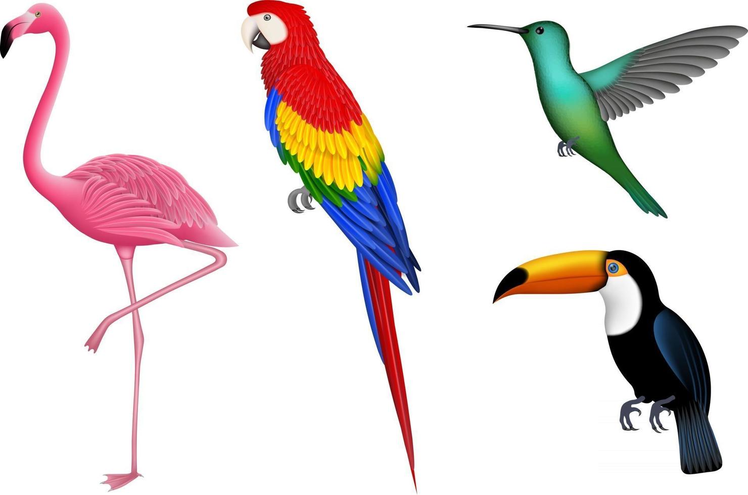 Set of isolated exotic birds. Tropical birds for summer backgrounds. Flamingo, parrot, hummingbird and toucan. vector