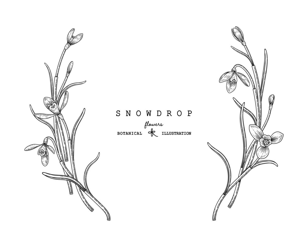 Sketch Floral decorative set. Snowdrop flower drawings. Black and white with line art isolated on white backgrounds. Hand Drawn Botanical Illustrations. Elements vector. vector