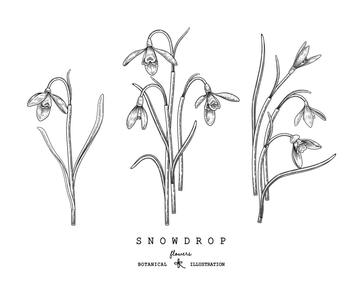 Sketch Floral decorative set. Snowdrop flower drawings. Black and white with line art isolated on white backgrounds. Hand Drawn Botanical Illustrations. Elements vector. vector