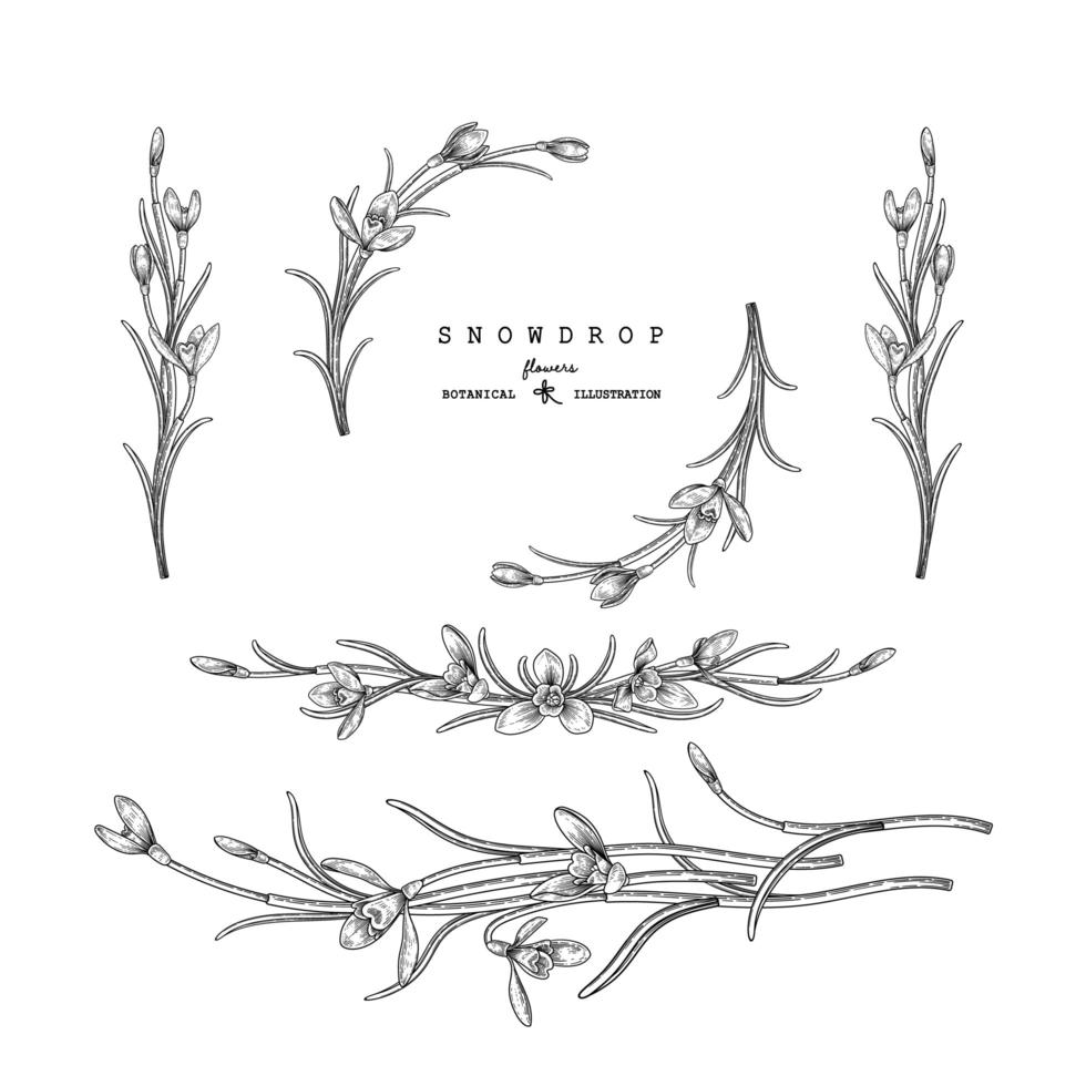 Sketch Floral decorative set. Snowdrop flower drawings. Black and white with line art isolated on white backgrounds. Hand Drawn Botanical Illustrations. Elements vector. vector