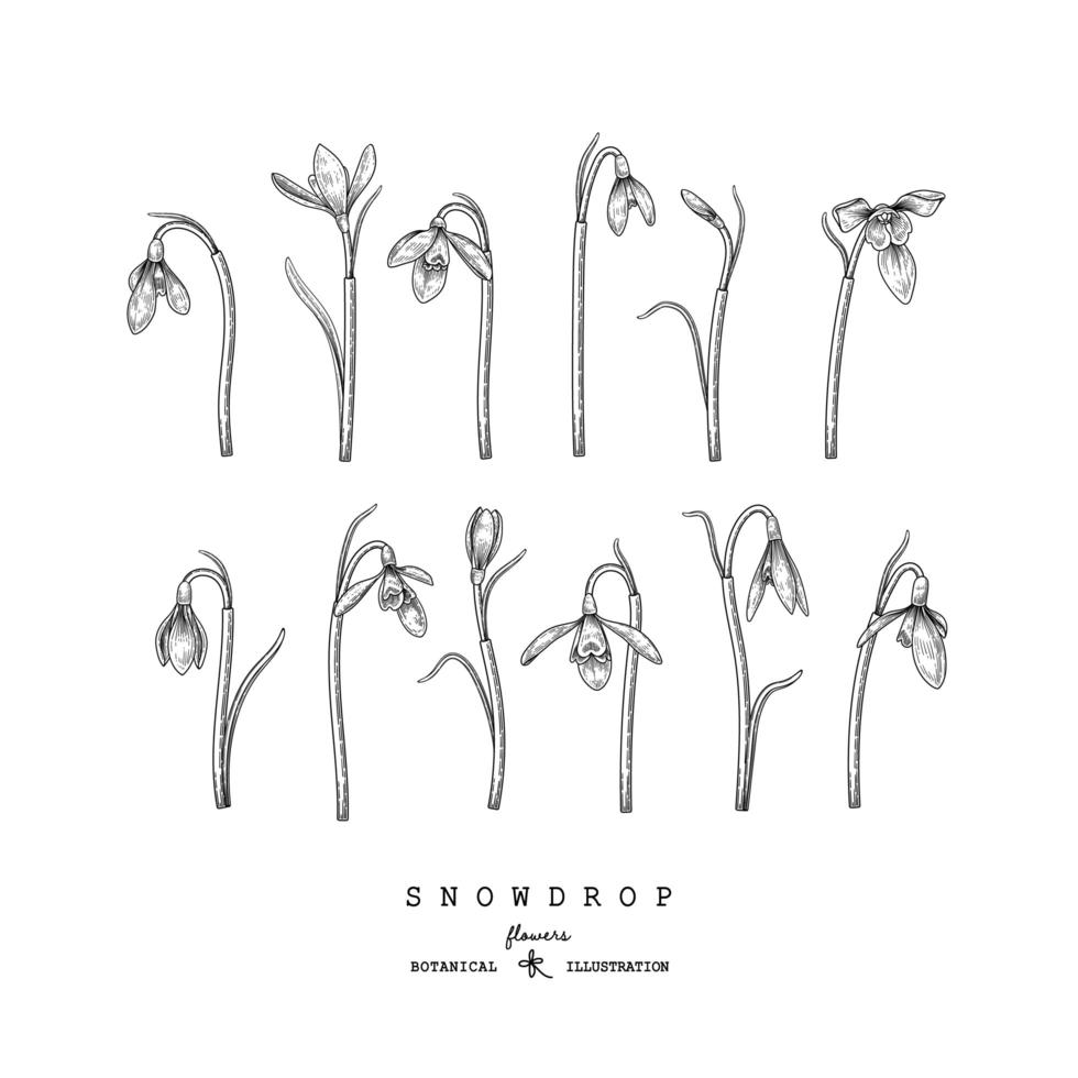 Sketch Floral decorative set. Snowdrop flower drawings. Black and white with line art isolated on white backgrounds. Hand Drawn Botanical Illustrations. Elements vector. vector