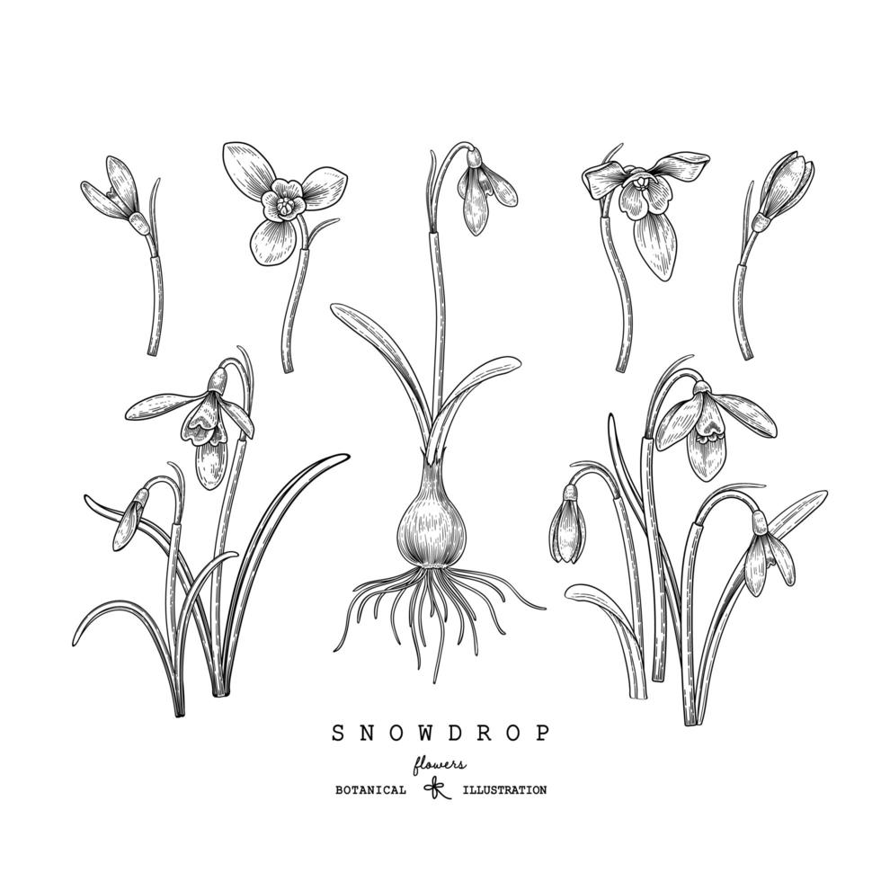 Sketch Floral decorative set. Snowdrop flower drawings. Black and white with line art isolated on white backgrounds. Hand Drawn Botanical Illustrations. Elements vector. vector