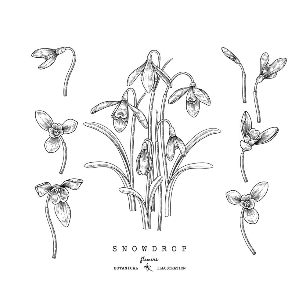 Sketch Floral decorative set. Snowdrop flower drawings. Black and white with line art isolated on white backgrounds. Hand Drawn Botanical Illustrations. Elements vector. vector