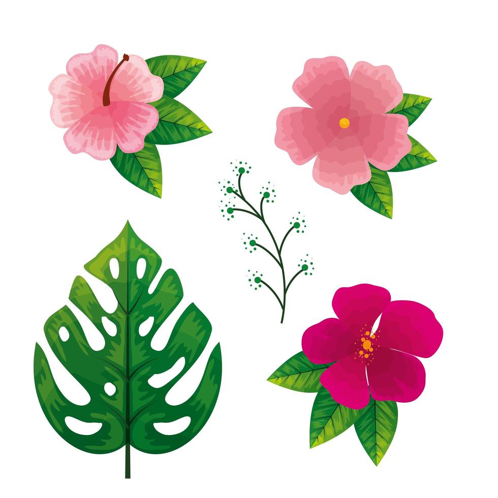 set flowers pink and fuchsia color with tropical leafs vector