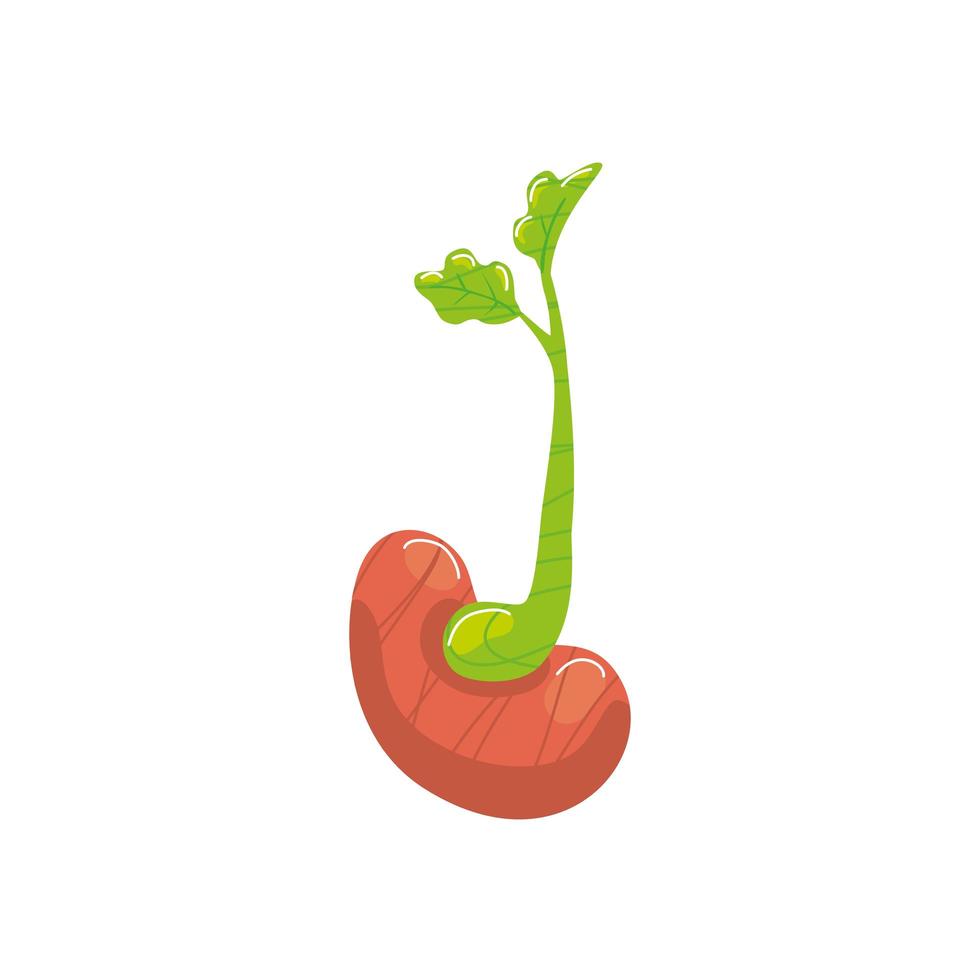 bean seed sprouting isolated icon vector