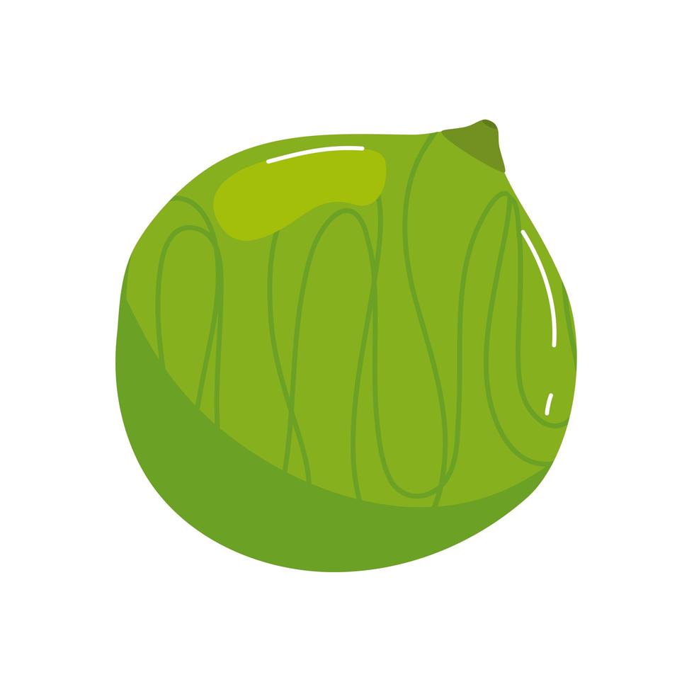 fresh olive seed isolated icon vector