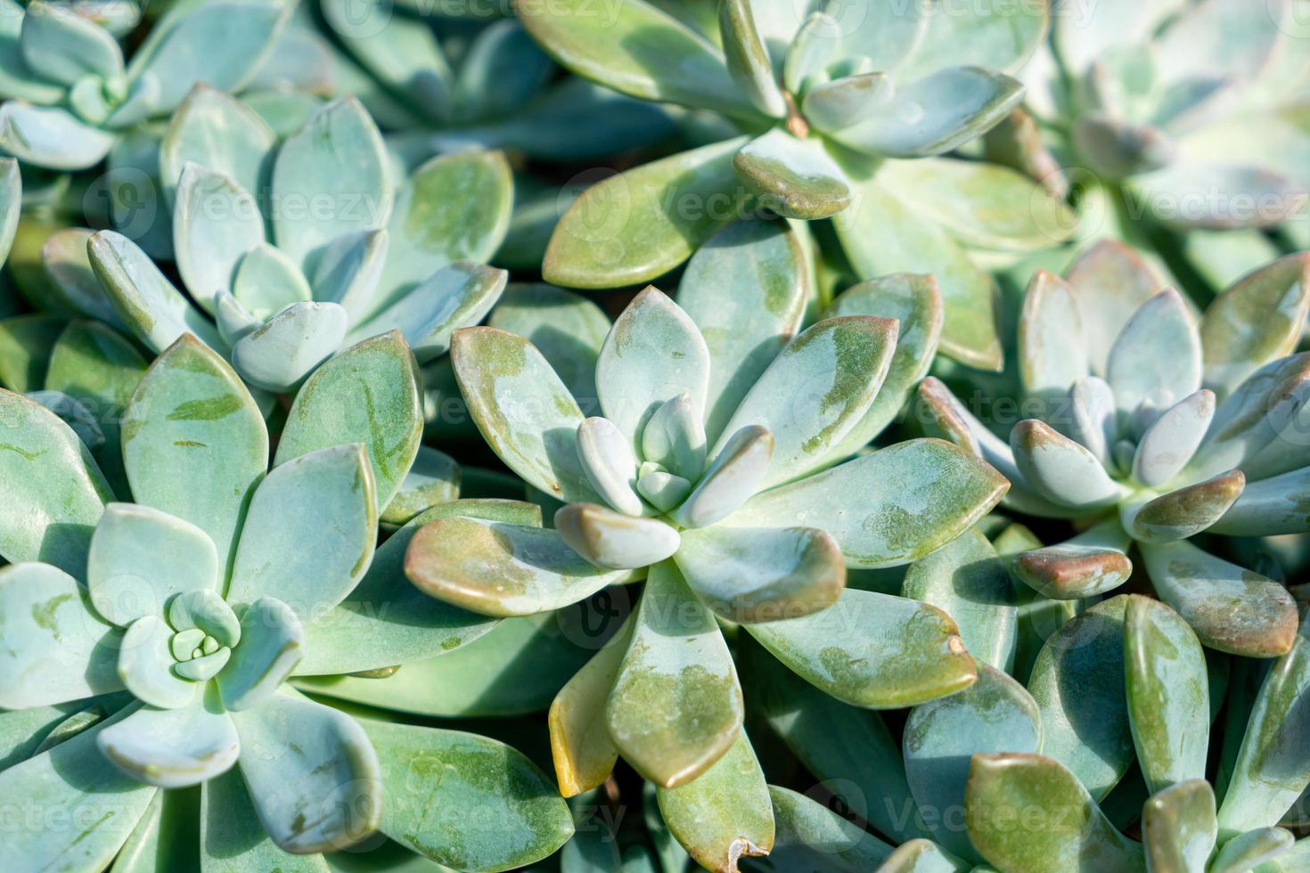 Crassulaceae or Kalanchoe blossfeldiana Poellnitz photo