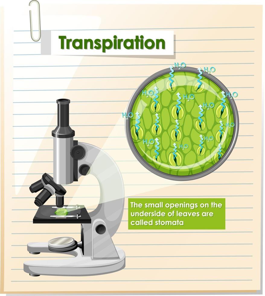 diagrama que muestra la transpiración en la planta vector