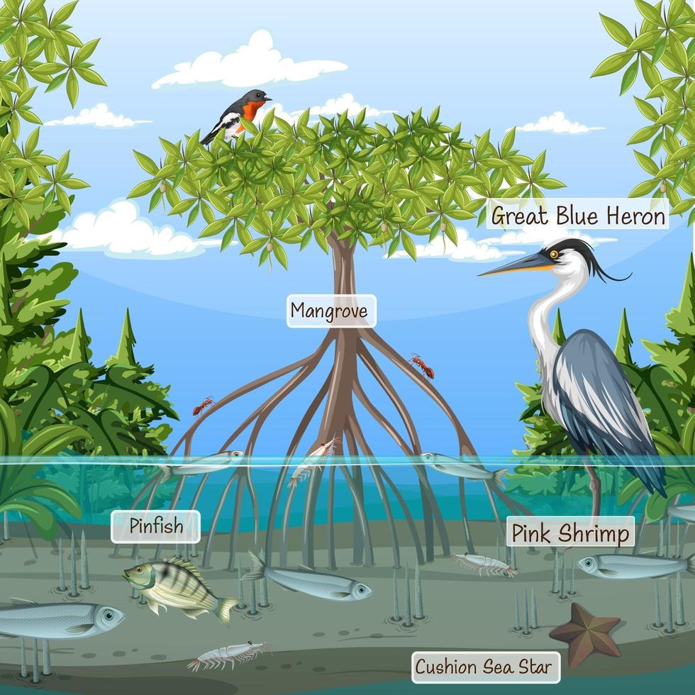 Escena del bosque de manglares y animales con nombre de etiqueta. vector