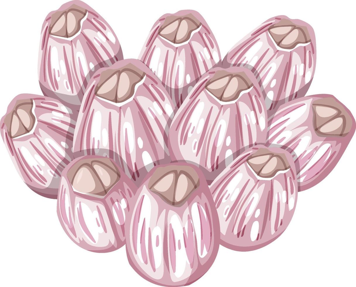 Barnacles in cartoon style on white background vector