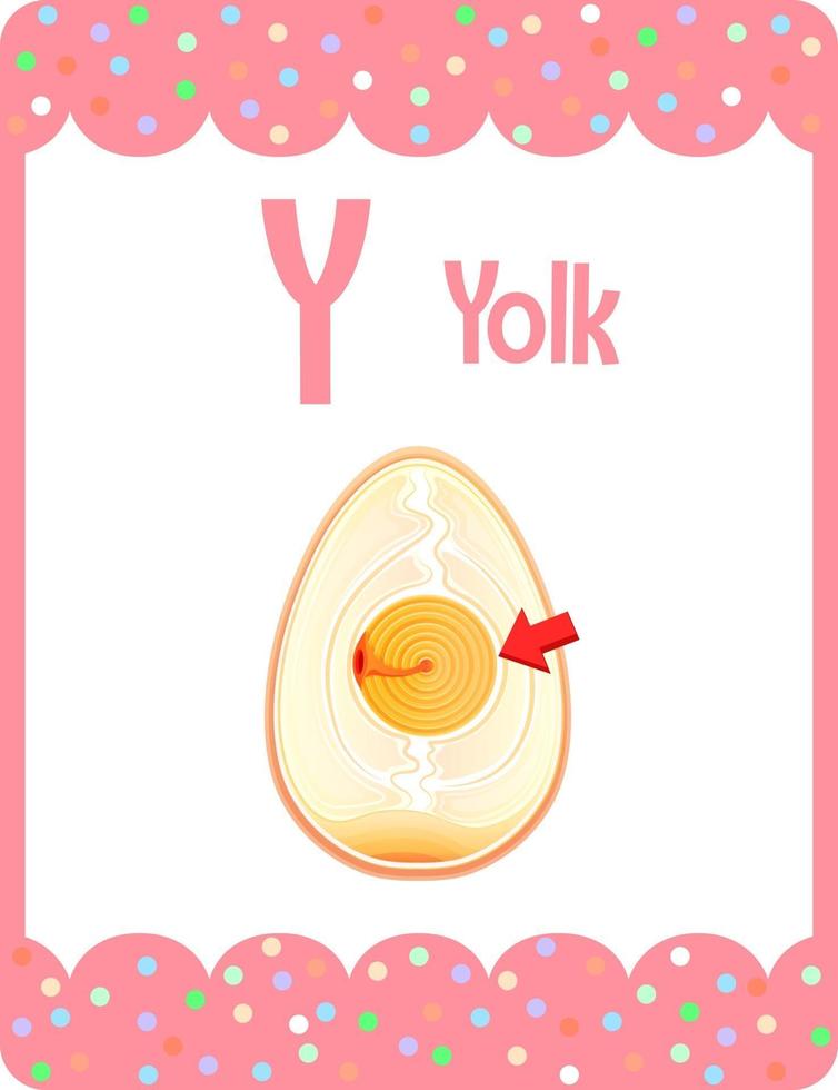 Alphabet flashcard with letter Y for Yolk vector