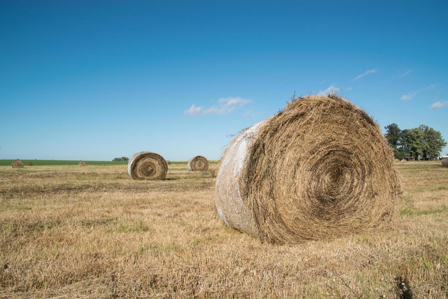 Hay Rolls Stock Photos, Images and Backgrounds for Free Download