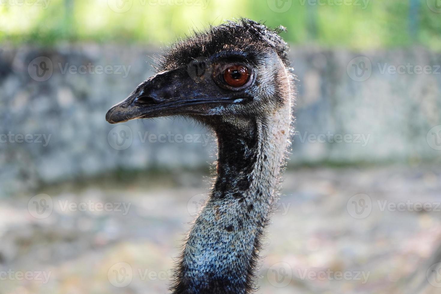 Ostrich, close up of the head photo
