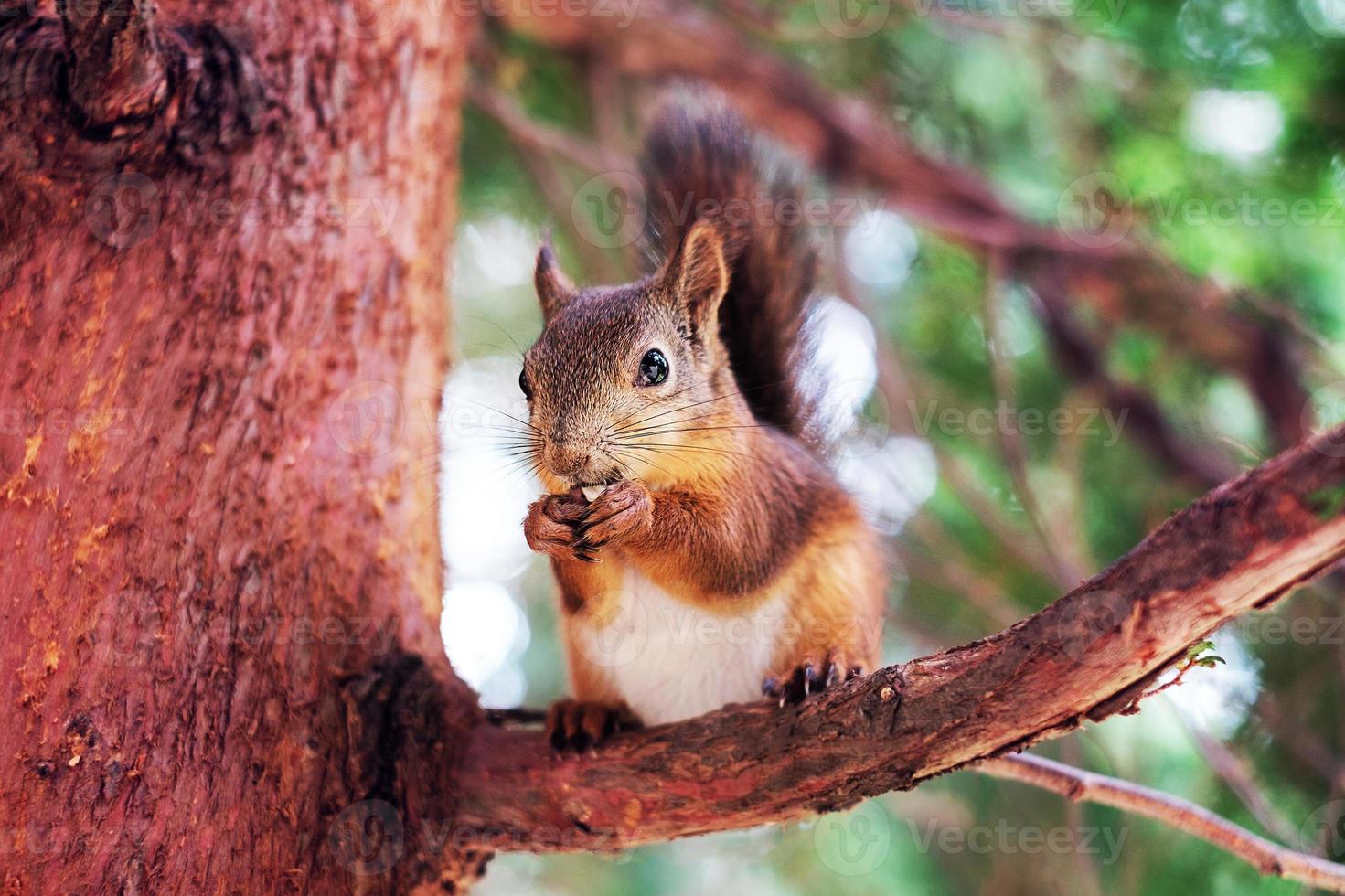 Squirrel on tree branch photo