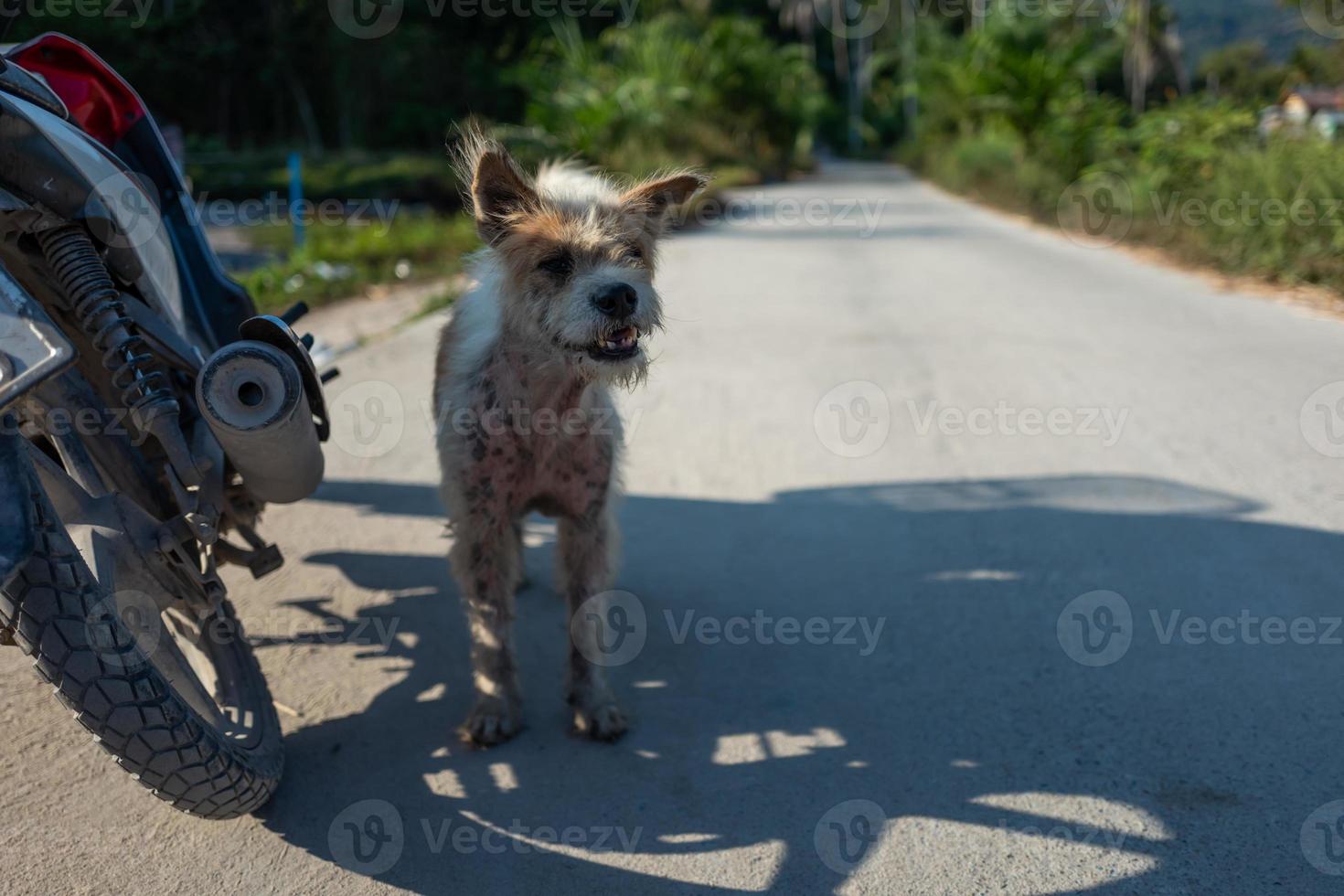 Dog in Thailand photo