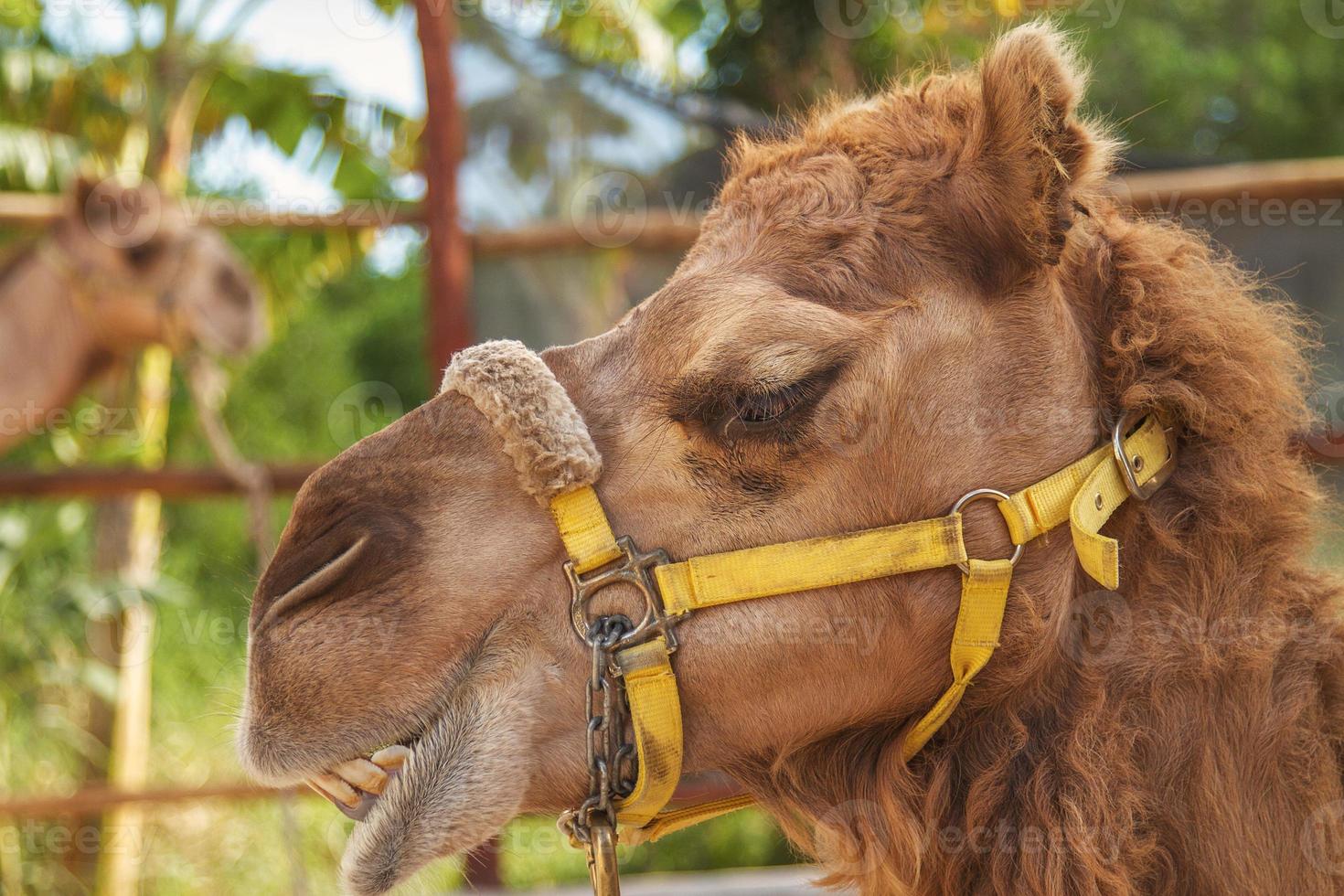 The Facial Expression of a Camel photo