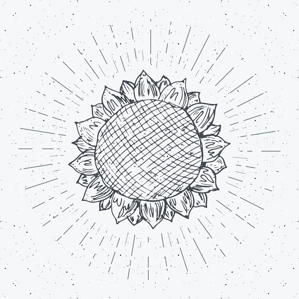 Esbozo de girasol, etiqueta vintage, insignia texturizada grunge dibujada a mano, plantilla de logotipo retro, ilustración de vector de diseño de tipografía