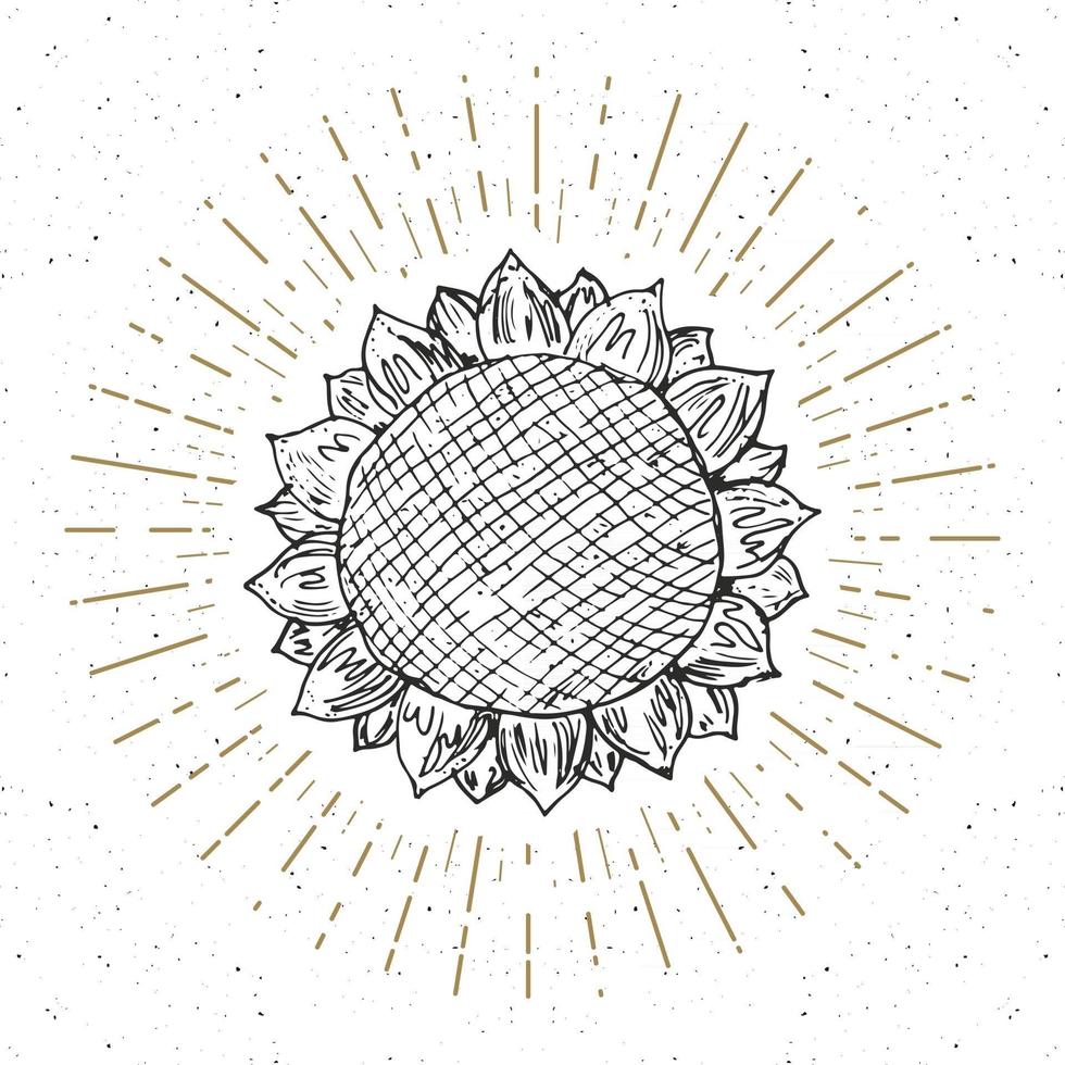 Esbozo de girasol, etiqueta vintage, insignia texturizada grunge dibujada a mano, plantilla de logotipo retro, ilustración de vector de diseño de tipografía