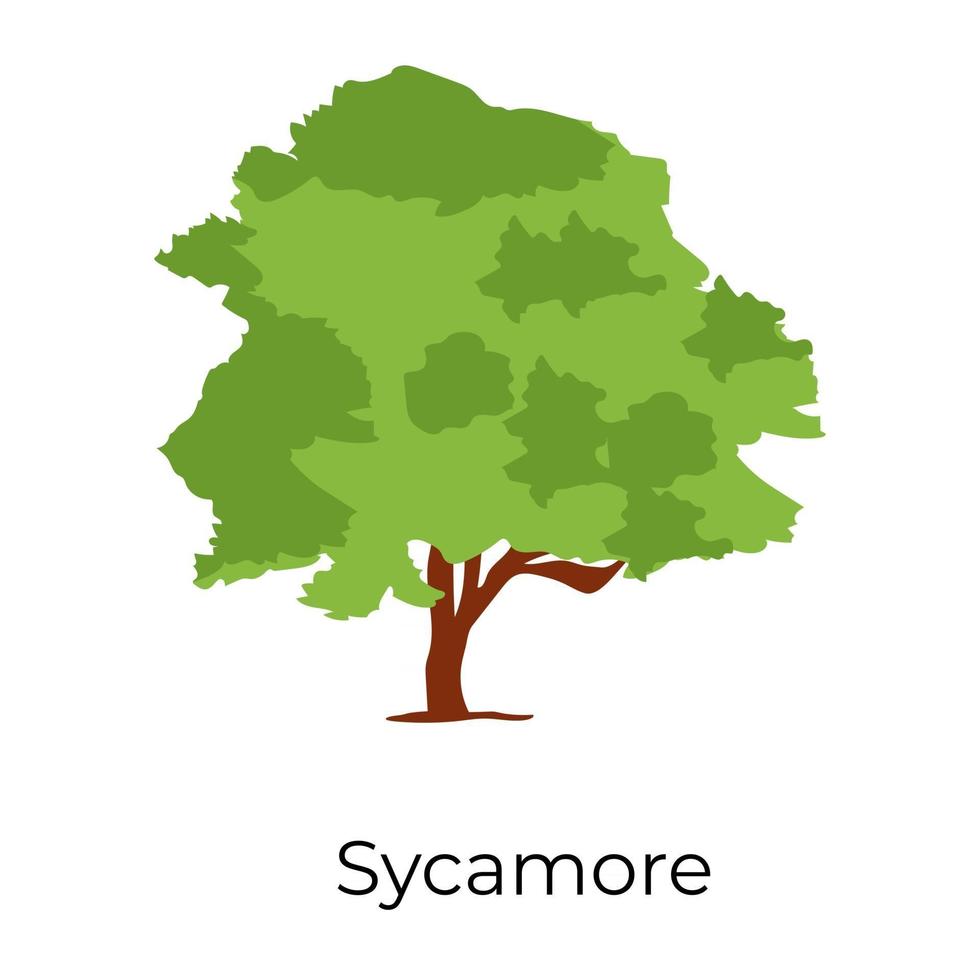 Sycamore Shady  Tree vector