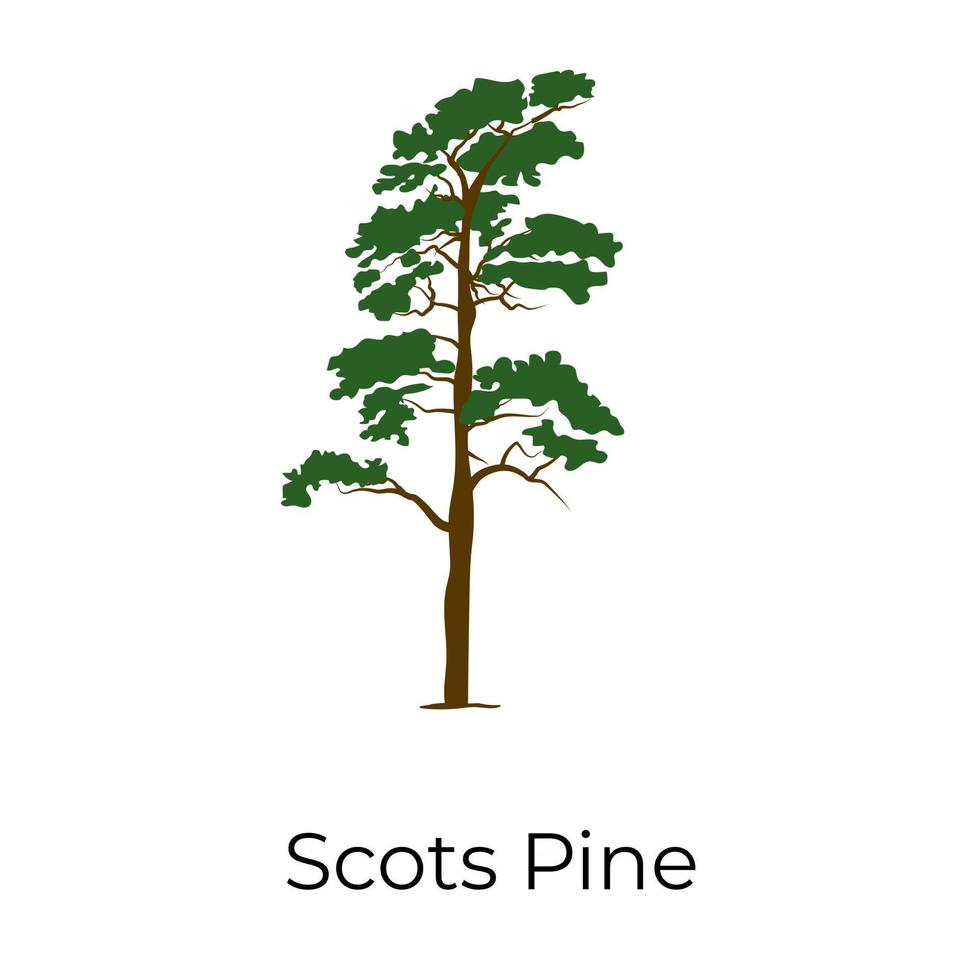 Truly Scots Pine vector