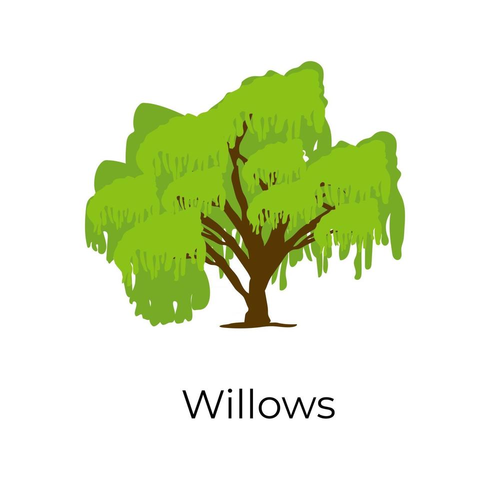 Willows Tree Shrub vector