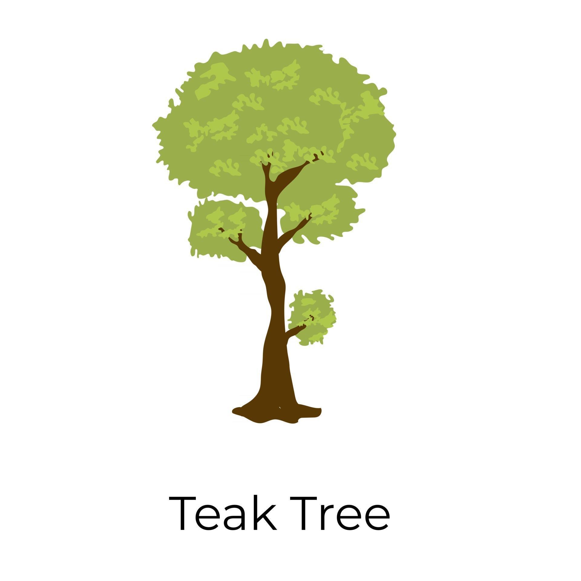 Tropical Teak Tree 2709946 Vector Art At Vecteezy tropical-teak-tree-2709946-vector-art-at-vecteezy