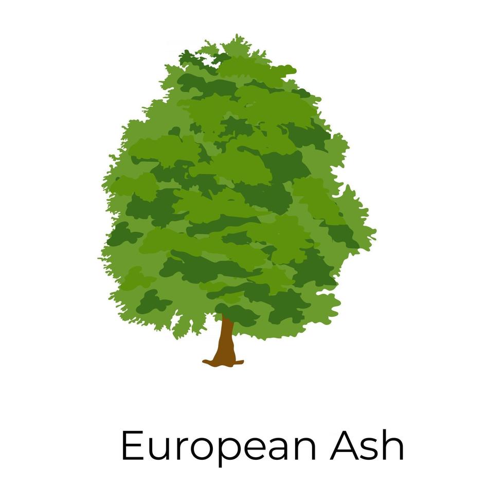 Trendy  European Ash vector