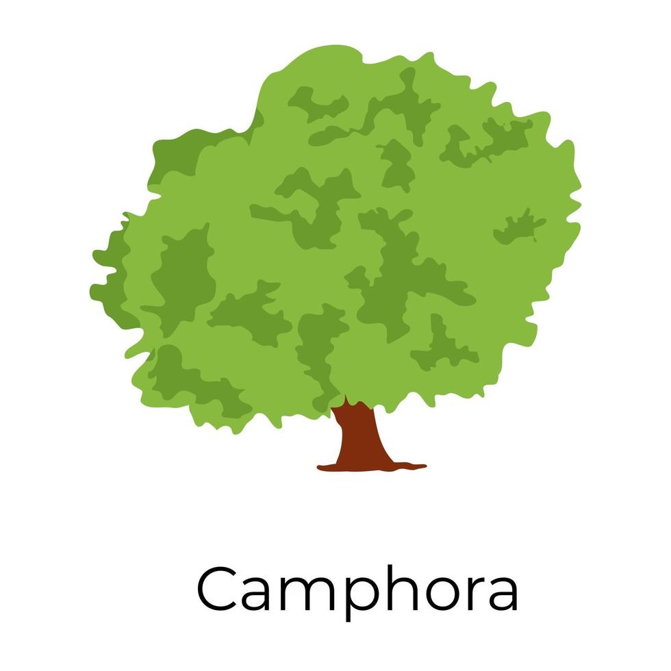 Species Camphor Tree vector
