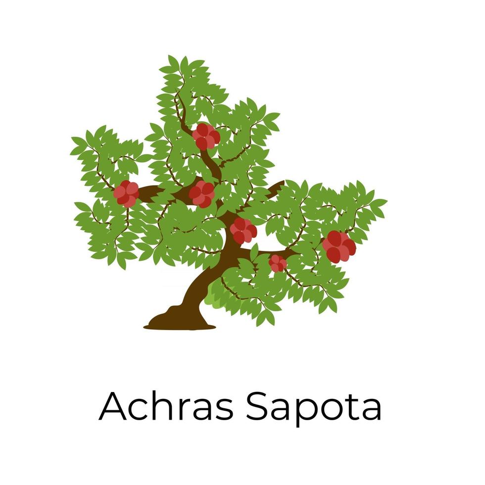 diseño achras zapota vector