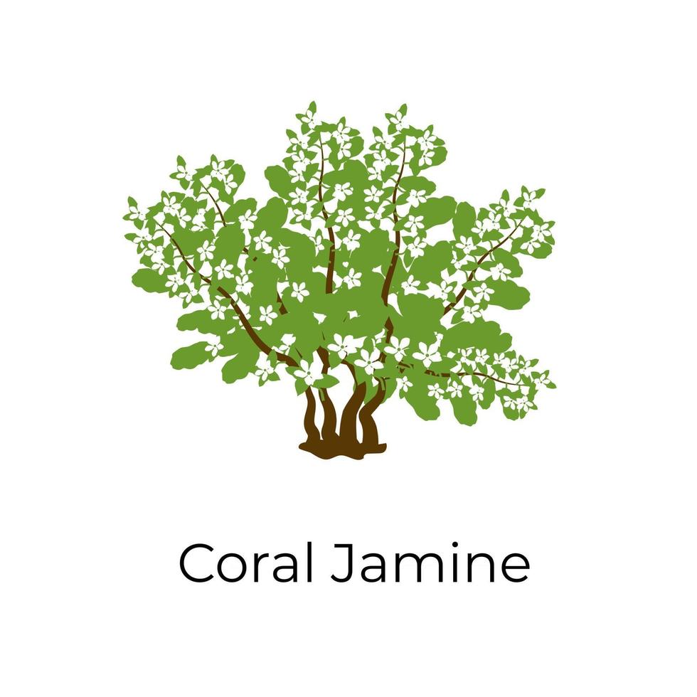 Coral Jasmine Shrub vector