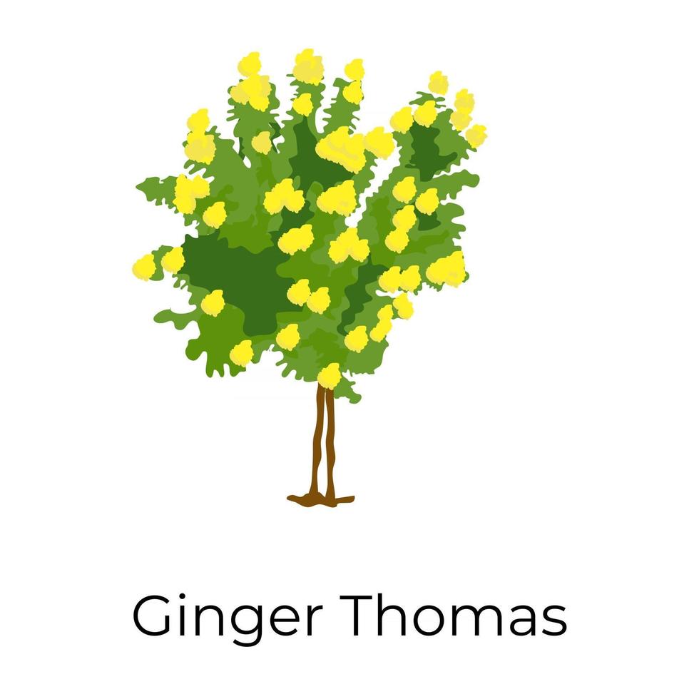 jengibre thomas tree vector