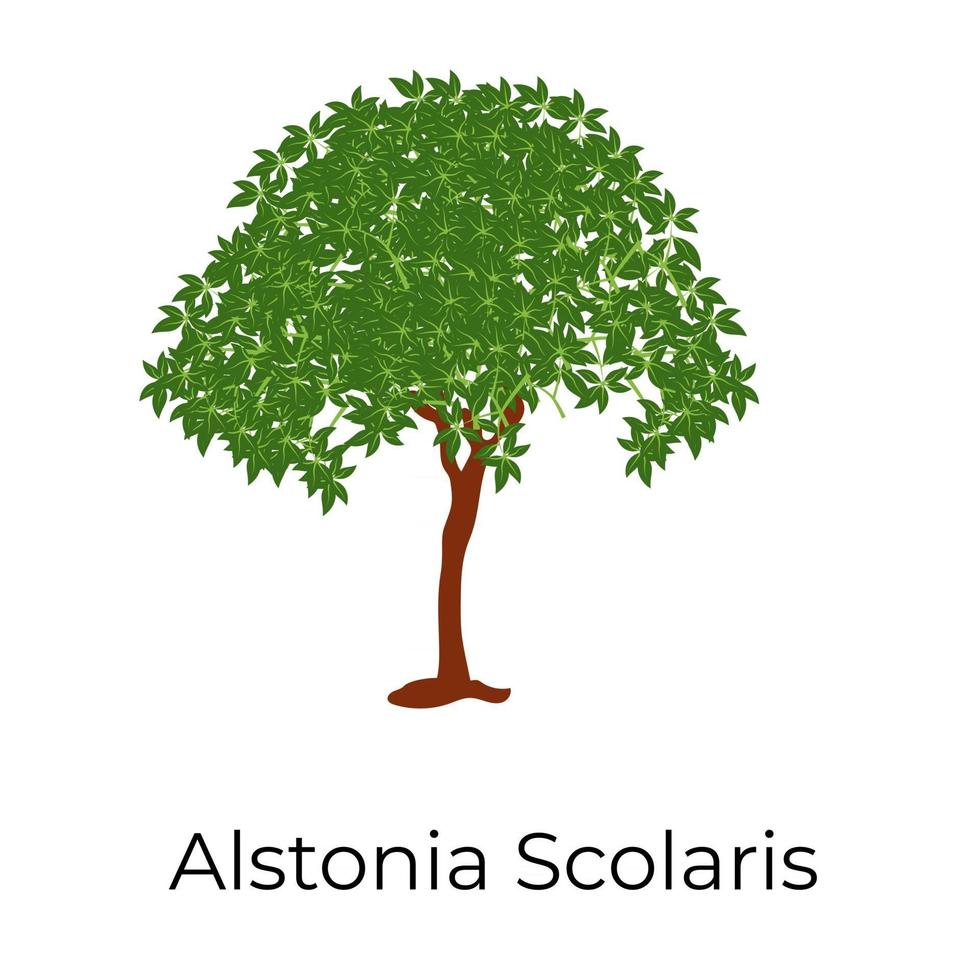 árbol de alstonia scholaris vector