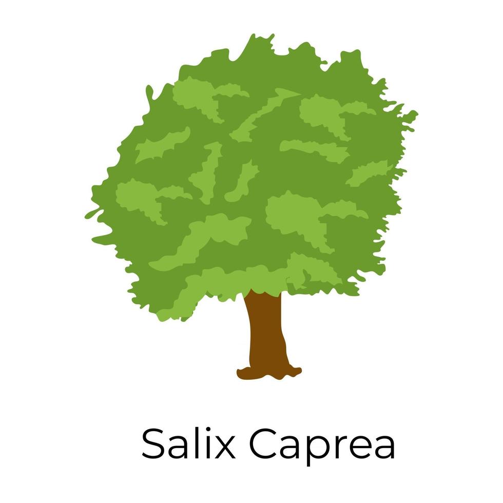 Natural Salix Caprea vector